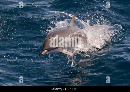 Clymene Delphin Porpoising gegenüber dem Fotografen zeigen charakteristische schwarze Schnabel Markierungen, Senegal, Westafrika Stockfoto