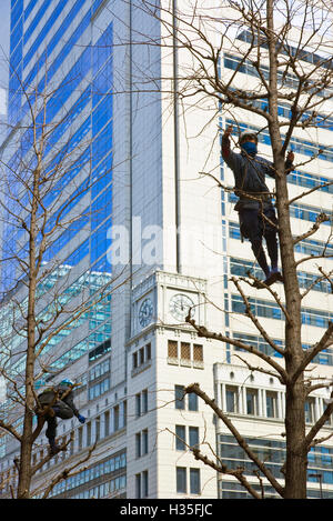 Japanische Gärtner Klettern auf Bäume ohne Seile und Leitern für Pre-Frühling zurückschneiden im Geschäftsviertel Marunouchi Mittel- Stockfoto