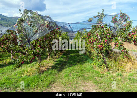 Rote Äpfel wachsen auf Bäumen unter Verrechnung im Obstgarten, Südfrankreich Stockfoto