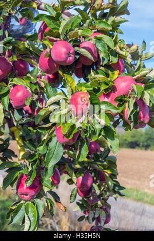 Rote Äpfel wachsen an Bäumen im Obstgarten, Südfrankreich Stockfoto