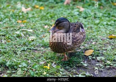 Ente stehend auf einem Bein auf dem grünen Rasen Stockfoto