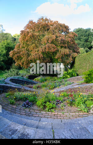 Cercidiphyllum Japonicum im Herbst Farbe an der Basis der ovale Garten am Gartenhaus, Buckland Monachorum, Devon, UK Stockfoto