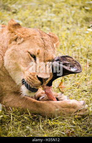 Vertikale Nahaufnahme von einer afrikanischen Löwin kauen auf einer Karkasse. Stockfoto
