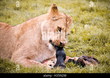 Horizontale Nahaufnahme von einer afrikanischen Löwin Essen einen Zebra-HUF. Stockfoto