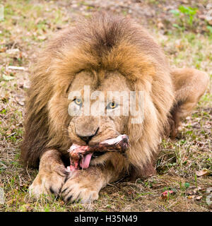 Platz in der Nähe bis eines männlichen afrikanischen Löwen Fleisch einen Knochen zu kauen. Stockfoto