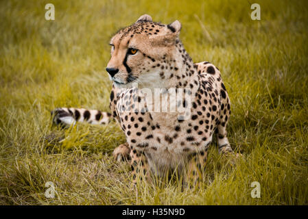 Horizontale Nahaufnahme eines südafrikanischen Geparden. Stockfoto