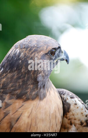 Red Tail Hawk sitzen und schaut sich um. Stockfoto