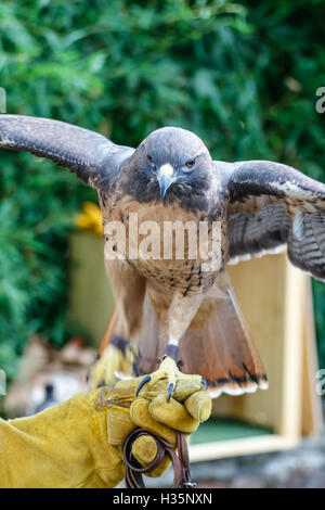 Red Tail Hawk sitzt auf einem handler Stockfoto