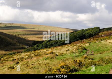 Wistmans Wood an den Osthängen des Flusses West Dart Dartmoor National Park England UK GB Stockfoto