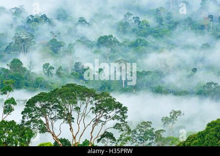 Nebel und Dunst über Dipterocarp Regenwald im Danum Valley Naturschutzgebiet in Lahad Datu, Sabah, Borneo, Malaysia. Stockfoto