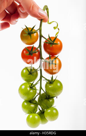 Tomaten-Bündel Stockfoto