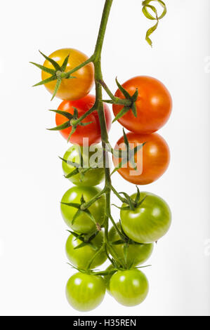 Tomaten-Bündel Stockfoto