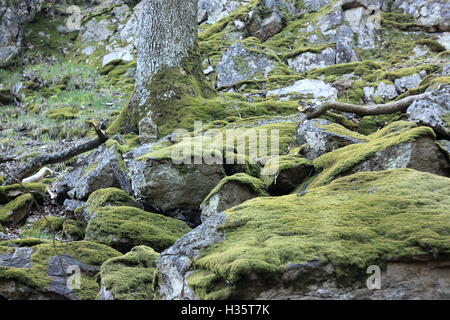 moosbedeckten Felsen und Eiche Stockfoto