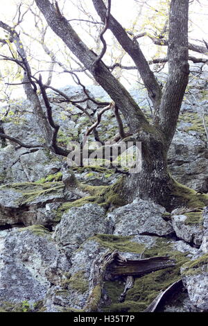 moosbedeckten Eiche und Felsen Stockfoto