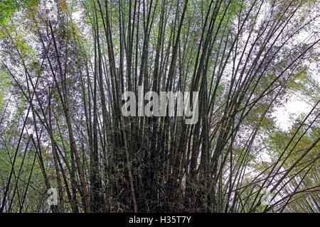Tropischen Bambus-Pflanzen im Wald in Indien Stockfoto