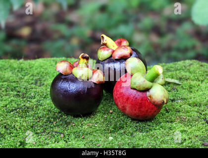 Frisch gepflückten reif lila Mangostan, Garcinia Mangostana, Früchte aus Kerala, Indien Stockfoto