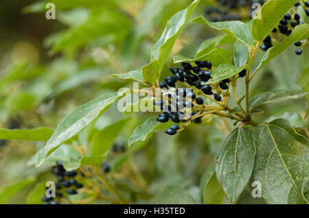 Close-up auf die Früchte der schmalblättrigen Schneeball, Viburnum Tinus, Laurestine, Eve Price, Andalusien, Spanien. Stockfoto