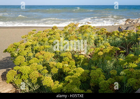 Crithmum Maritimum, Queller, Meerfenchel, Meeresfenchel, Südeuropa, Spanien Stockfoto