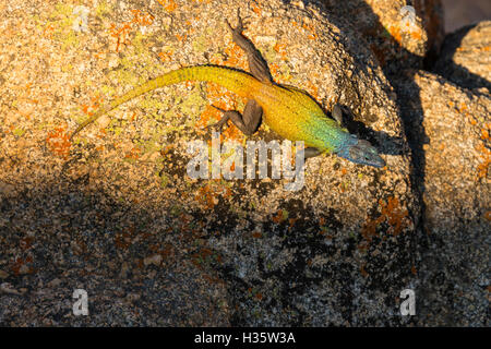 Rock Agama Eidechse bunte Multi farbige rote Sonne Stockfoto