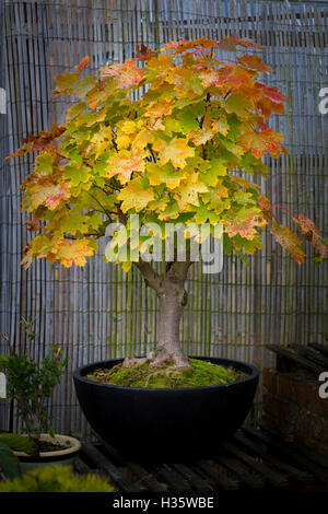 Bergahorn Acer Pseudoplatarus (Aceraceae) im Herbst Farbe. Stockfoto