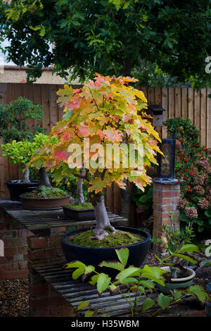 Bergahorn Acer Pseudoplatarus (Aceraceae) im Herbst Farbe. Stockfoto