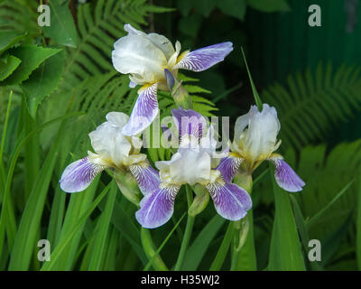 Bush lila weiße Iris mit grünen Blättern in Garten Stockfoto