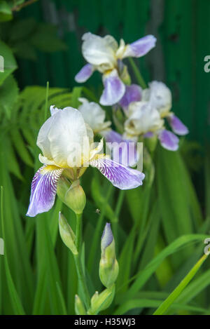 Bush lila weiße Iris mit grünen Blättern in Garten Stockfoto