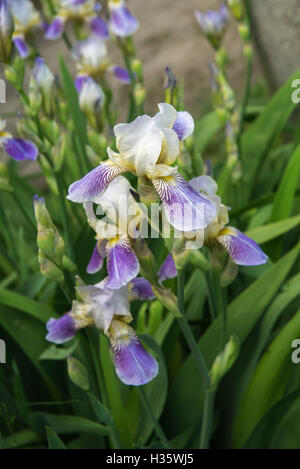 Bush lila weiße Iris mit grünen Blättern in Garten Stockfoto