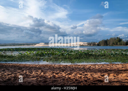 See-Lotus und weißen Sanddünen Mui Ne Vietnam Stockfoto