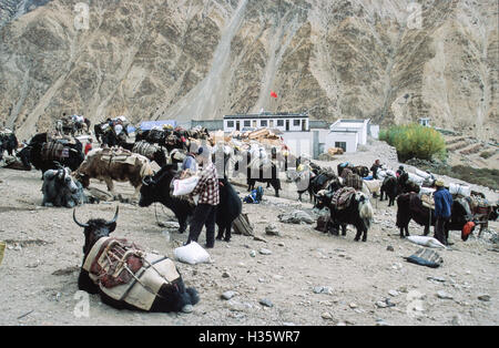 Yaks und und Zo (Kreuzung zwischen einer Kuh und ein Yak) ruhen am Grenzposten. Diese Grenzstation ist in China (Hinweis Stockfoto