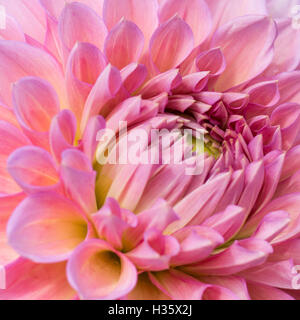 Schließen Sie herauf Bild einer Blume rosa Dahlie, Blütenblätter offen für die Sonne. Stockfoto