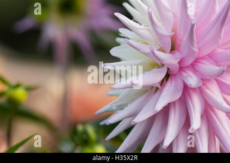 Weiche rosa stacheligen Dahlie Blüte mit abgestuften Blütenblätter Stockfoto