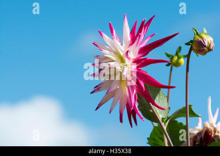 Stacheligen rosa und weiße Dahlie vor blauem Himmel. Stockfoto