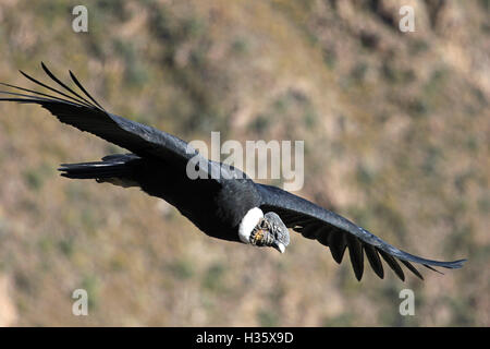 Männlicher Andenkondor fliegen ganz in der Nähe. Colca Canyon – eines der tiefsten Canyons der Welt, in der Nähe der Stadt Arequipa in Peru. Stockfoto