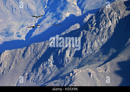 Fünf Kondore über die Berge des Colca Canyon fliegen. Der Colca Canyon ist eines der tiefsten Canyons der Welt, in der Nähe von th Stockfoto