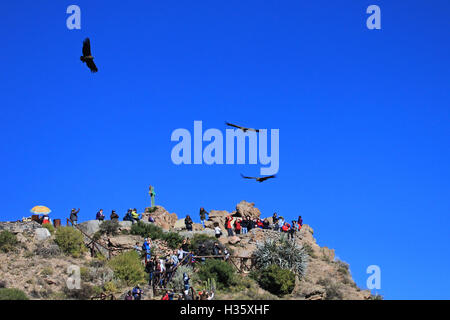 Personen suchen in den Kondoren schweben in den Himmel bei Cruz del Condor. Colca Canyon – eines der tiefsten Canyons der Welt, nea Stockfoto