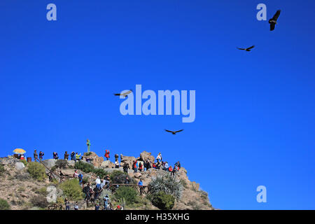 Personen suchen in den Kondoren schweben in den Himmel bei Cruz del Condor. Colca Canyon – eines der tiefsten Canyons der Welt, nea Stockfoto