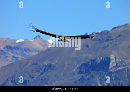 Einen männlichen jungen Andenkondor fliegt über die Berge des Colca Canyon – eines der tiefsten Canyons der Welt, in der Nähe der Stadt Stockfoto