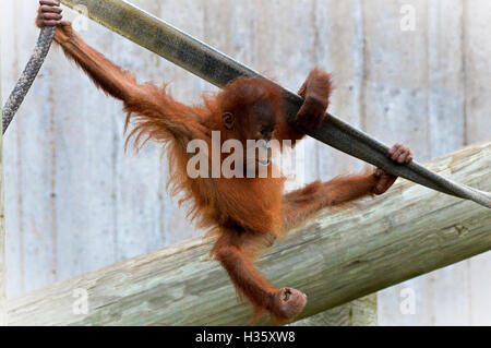 Orang-Utan schwingen an einem Seil Stockfoto