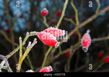 Rote Hagebutten Beeren bedeckt in Frost am frühen Morgen in den Land-Hedge-Zeilen. Stockfoto