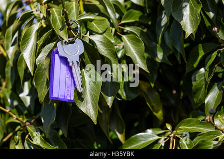 Satz von Hausschlüssel verloren und in eine Efeu Busch hängen. Stockfoto