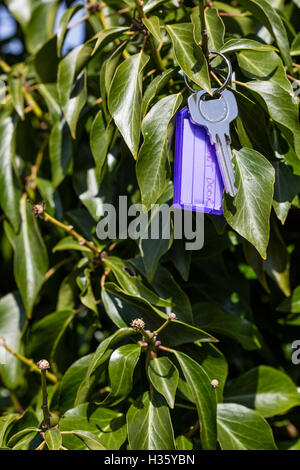 Satz von Hausschlüssel verloren und in eine Efeu Busch hängen. Stockfoto