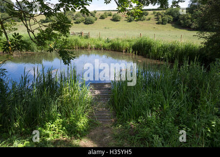 Ruhiger Fluss oder Teich mit Holzsteg und Schilf. Stockfoto