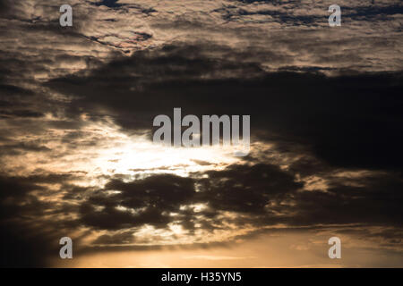 Zarte golden Grass von der untergehenden Sonne beleuchtet. Stockfoto