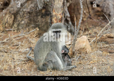 Vervet Affen, Chlorocebus Aethiops, Spanferkel jung im Krüger Nationalpark Stockfoto