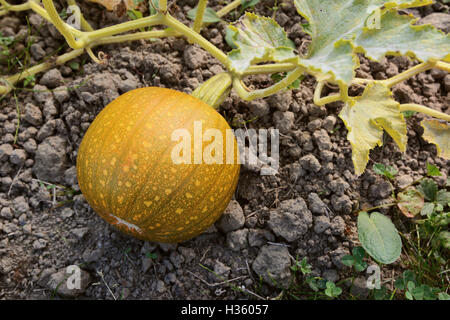Kleiner Kürbis wächst am Rebstock, beginnen zu Reifen von Grün zu orange Stockfoto
