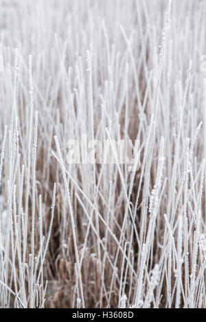 Dicken Frost deckt abgestorbener Pflanzen und Blätter in die Milddle des Winters in einem britischen Hecke. Stockfoto