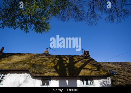 Schatten eines Baumes ein Dorf Ferienhaus mit Reetdach anschlagen. Stockfoto