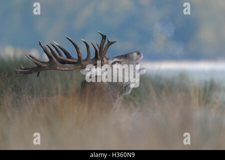 Rothirsch / Rothirsch (Cervus Elaphus), mächtigen Brüllen Hirsch, hohes Gras, sichtbaren Atem Wolke, an einem kalten Morgen Oktober Stockfoto