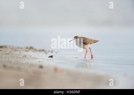 Rotschenkel / Rotschenkel (Tringa Totanus), zu Fuß aus seichtem Wasser an einem Sandstrand im Wattenmeer, auf der Suche nach Nahrung. Stockfoto